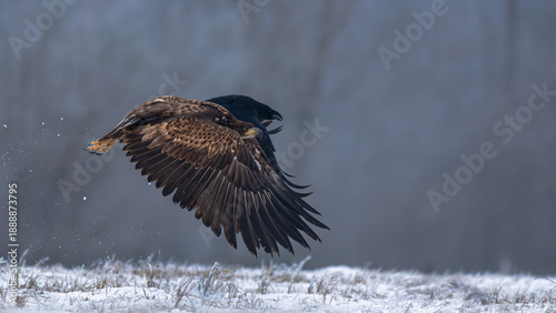 Seeadler