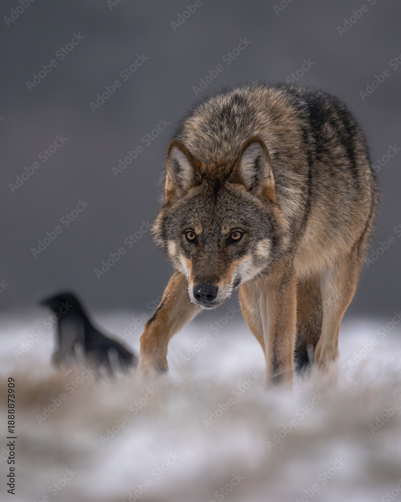 Fototapeta premium Wolf