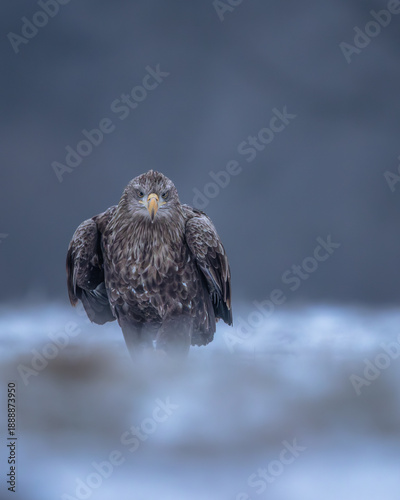 Seeadler