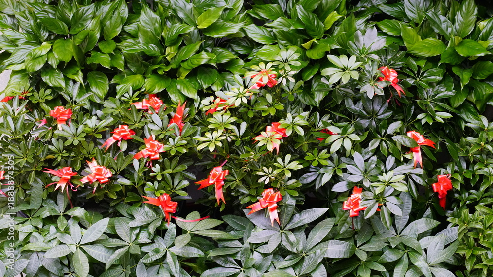 Naklejka premium Houseplants on display in a flower shop