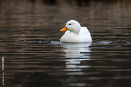 White domestic duck swimming on calm water with reflection