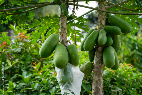 Green Unripe Papaya Fruits Growing on Tree Trunk