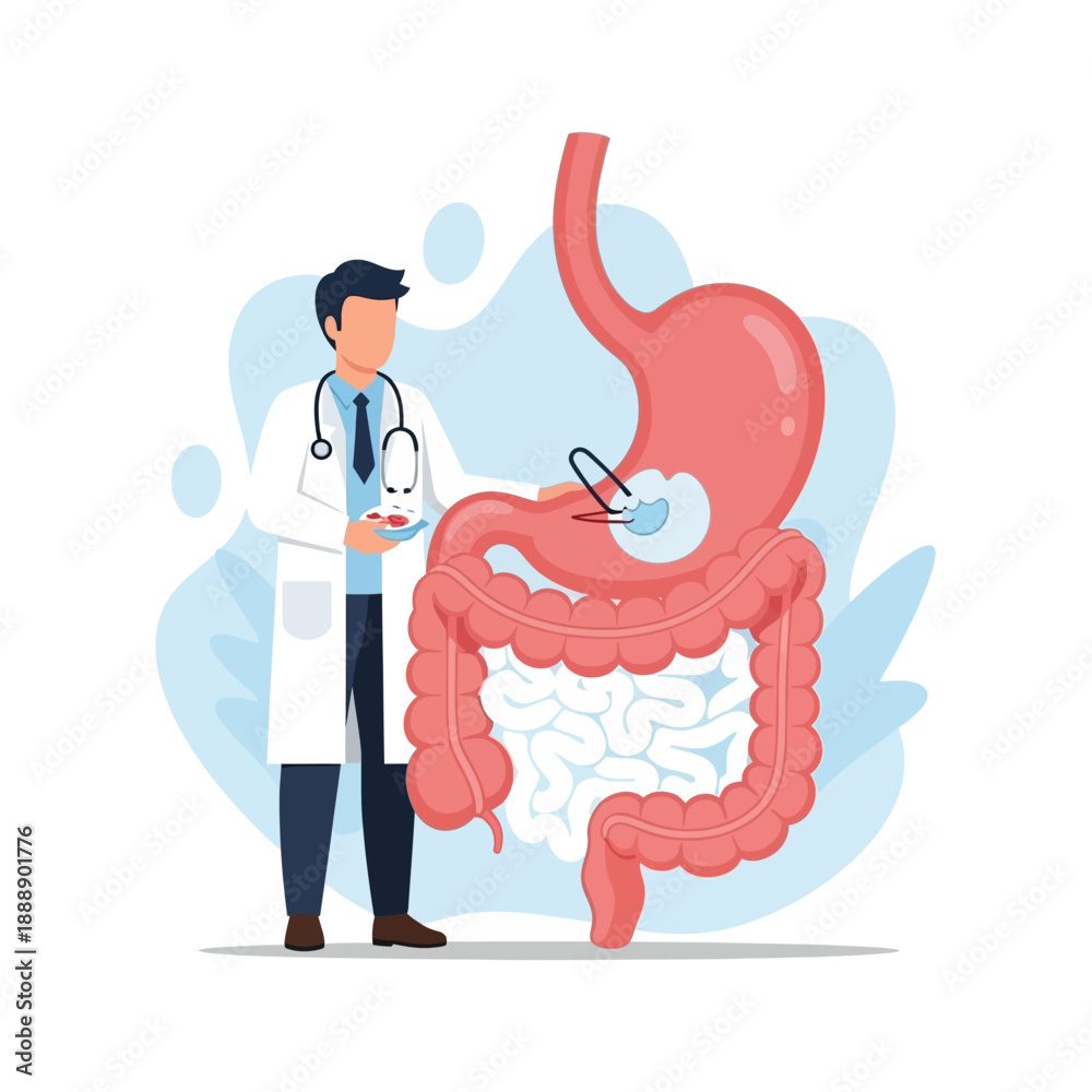 Fototapeta premium Doctor Examining Stomach and Intestines Anatomy - Medical Illustration