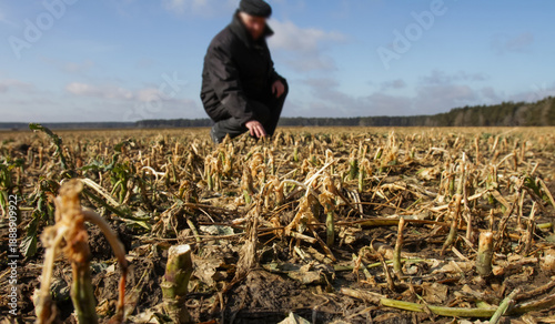 Farmer inspects dry crops in a field on a sunny day in early spring