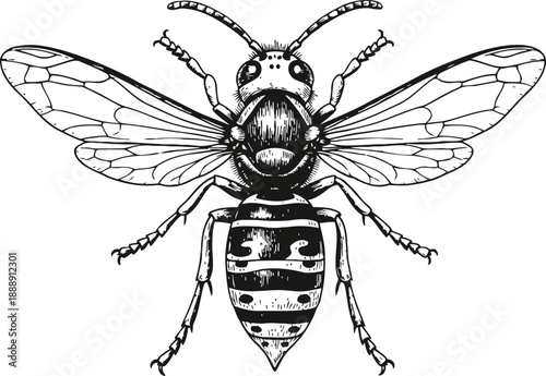 Detailed hand drawn wasp illustration showing wings, antennae, segmented body, and legs from top view