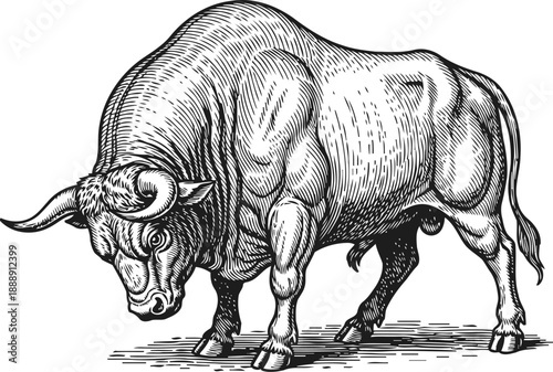 Illustrated strong bull standing with lowered head, vintage engraving of powerful livestock animal