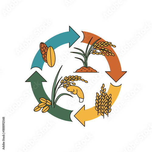 Rice Life Cycle Diagram. Paddy Crop Growth Stages Flowchart. Colorful Agricultural Process Infographic Icon showing planting, maturity, and harvest.