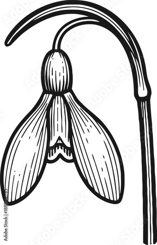 Elegant black and white hand drawn snowdrop flower illustration with curved stem and detailed petals