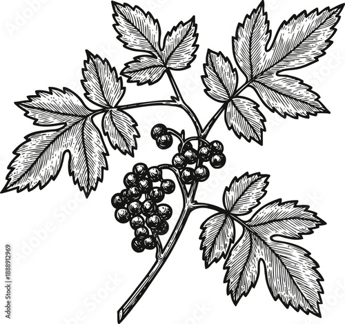 black currant branch with detailed leaves and ripe berries botanical hand drawn vintage illustration of healthy fruit plant