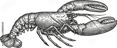 Detailed black and white lobster illustration with claws and segmented body, marine crustacean drawing