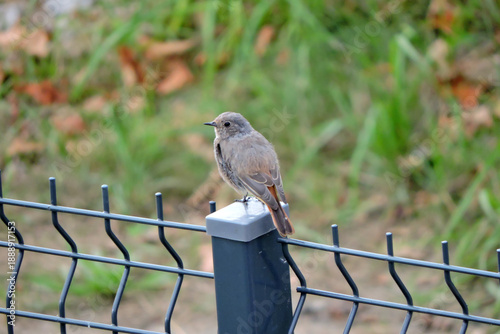 Wallpaper Mural A portrait of a juvenile female common redstart sitting on a metal pole, blurred background Torontodigital.ca