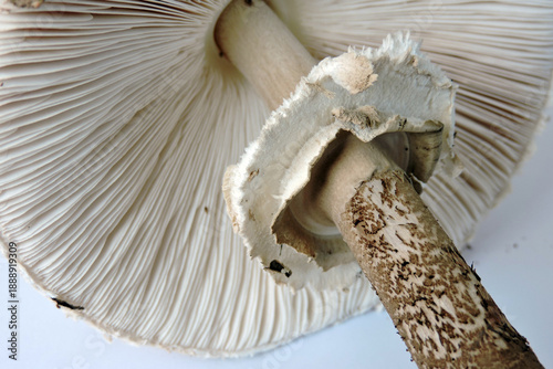 Wallpaper Mural Close-up of parasol mushroom gills, movable ring and stem detail Torontodigital.ca