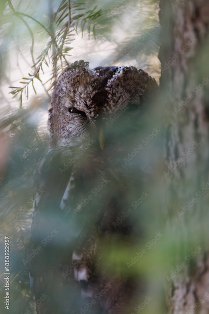 Fototapeta premium Tawny owl perfectly camouflaged on tree bark (Strix aluco) in coniferous forest
