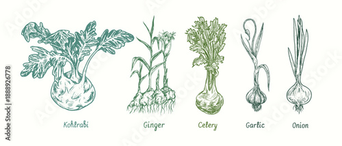 Kohlrabi, ginger, celery, garlic, onion.  Ink black and white doodle drawing in woodcut style