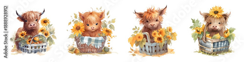 Adorable baby highland cows in baskets with sunflowers with transparent background