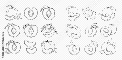 Set of hand-drawn peach illustrations, whole and sliced, with leaves, in outline style.