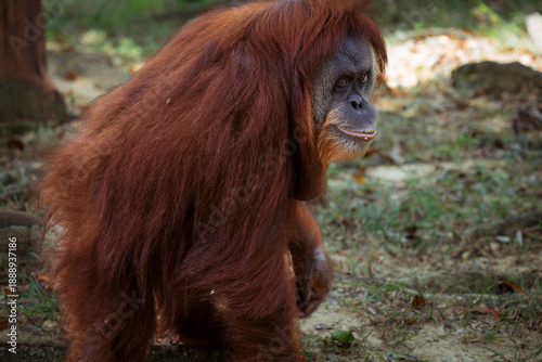 An orangutan sits in quiet strength, eyes reflecting ancient forests and fragile futures—a gentle guardian of the wild, reminding us that wisdom, patience, and nature are deeply connected.