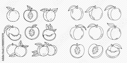 Set of hand-drawn peach illustrations, including whole, half, and sliced peaches with leaves, in outline style.