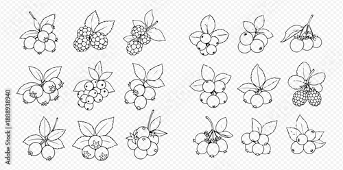 Set of various hand-drawn berries with leaves, including blueberries, raspberries, and cranberries, in outline style.
