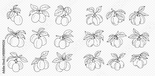 Set of hand-drawn plum branches with fruits and leaves, black and white outline vector illustration.
