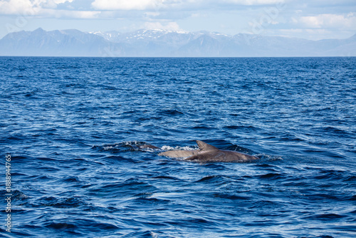 Dolphin group surfacing during sunny day in the arctic waters, Norway