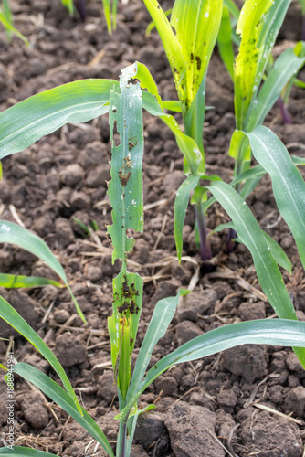 Maize leaf damage by insect and Fall armyworm, crop planting at the field.