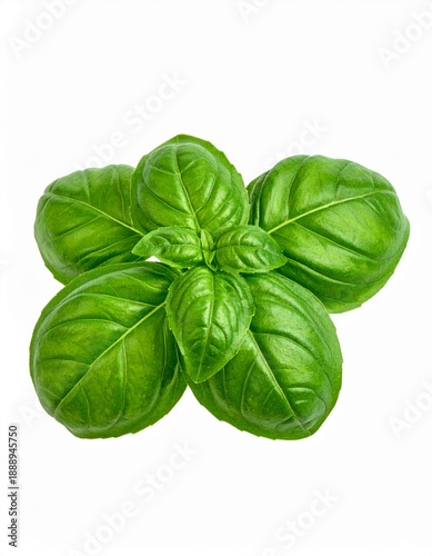 Basilikum isoliert