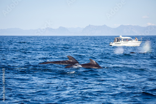 Dolphin group surfacing during sunny day in the arctic waters, Norway