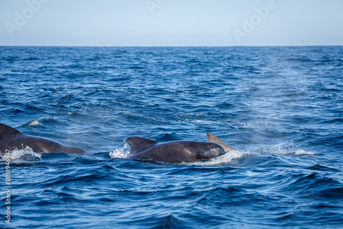 Dolphin group surfacing during sunny day in the arctic waters, Norway