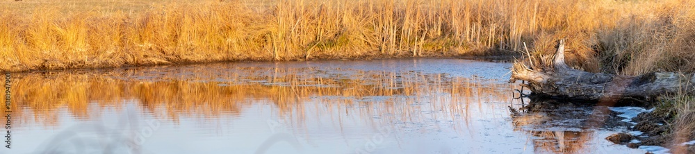 Obraz premium A panorama of an autumn lake with a snag on the shore and yellow grass illuminated by the setting sun 