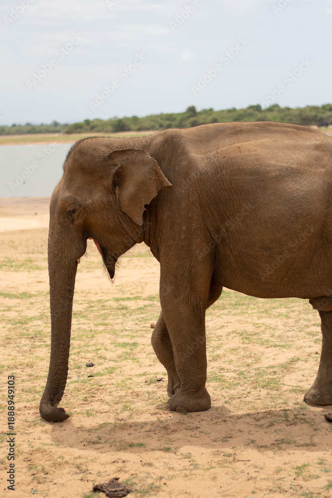Obraz premium Wild Asian elephant walking through grassland in Udawalawe National Park, Sri Lanka, photographed on safari in a protected wildlife conservation area.