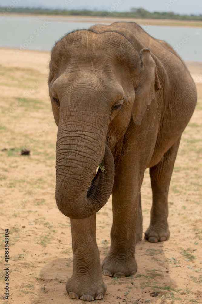 Fototapeta premium Close-up view of a wild Asian elephant in Udawalawe National Park, Sri Lanka, highlighting texture, scale, and wildlife conservation on safari.