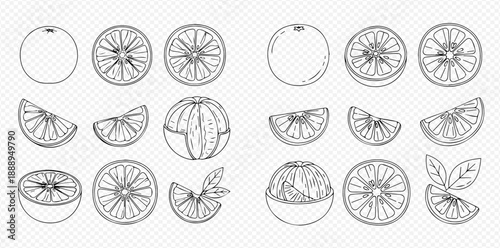Set of hand-drawn citrus fruits, oranges and lemons, whole, sliced, and peeled, vector illustration.