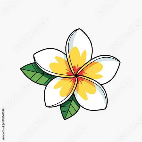 White Frangipani Flower