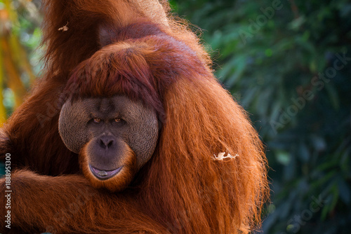 An orangutan sits in quiet strength, eyes reflecting ancient forests and fragile futures—a gentle guardian of the wild, reminding us that wisdom, patience and nature are deeply connected.