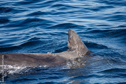 Dolphin group surfacing during sunny day in the arctic waters, Norway