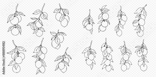 Set of hand-drawn citrus branches with fruits and leaves, black and white line art illustration.