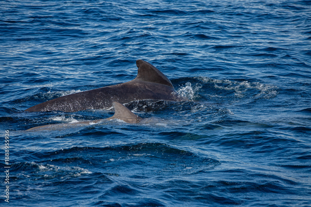 Naklejka premium dolphin appearing behind boat