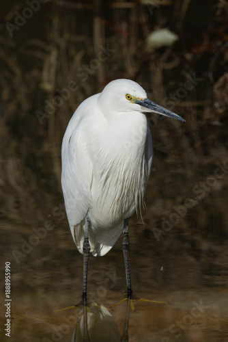 水中のパイプの上に立つコサギ