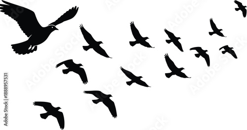 Black bird flock silhouette flying in the sky vector illustration with group of pigeons or doves isolated on white background for nature freedom design.