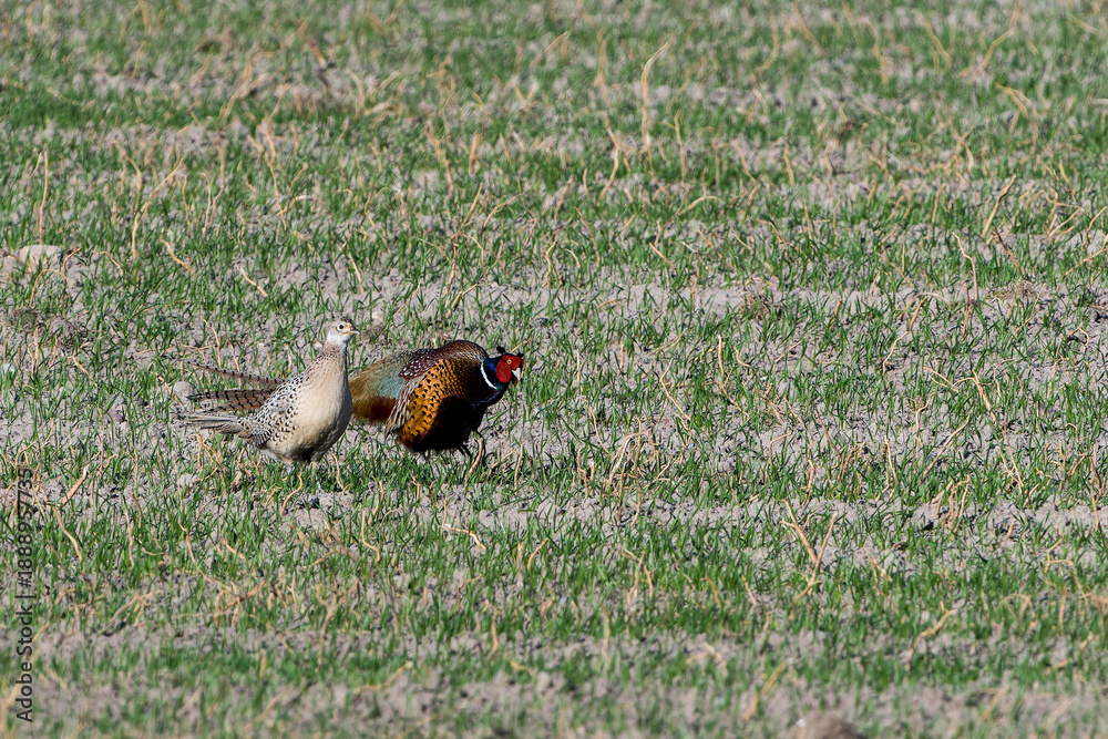 Fototapeta premium Jagdfasan Pärchen im Frühjahr während der Balz 