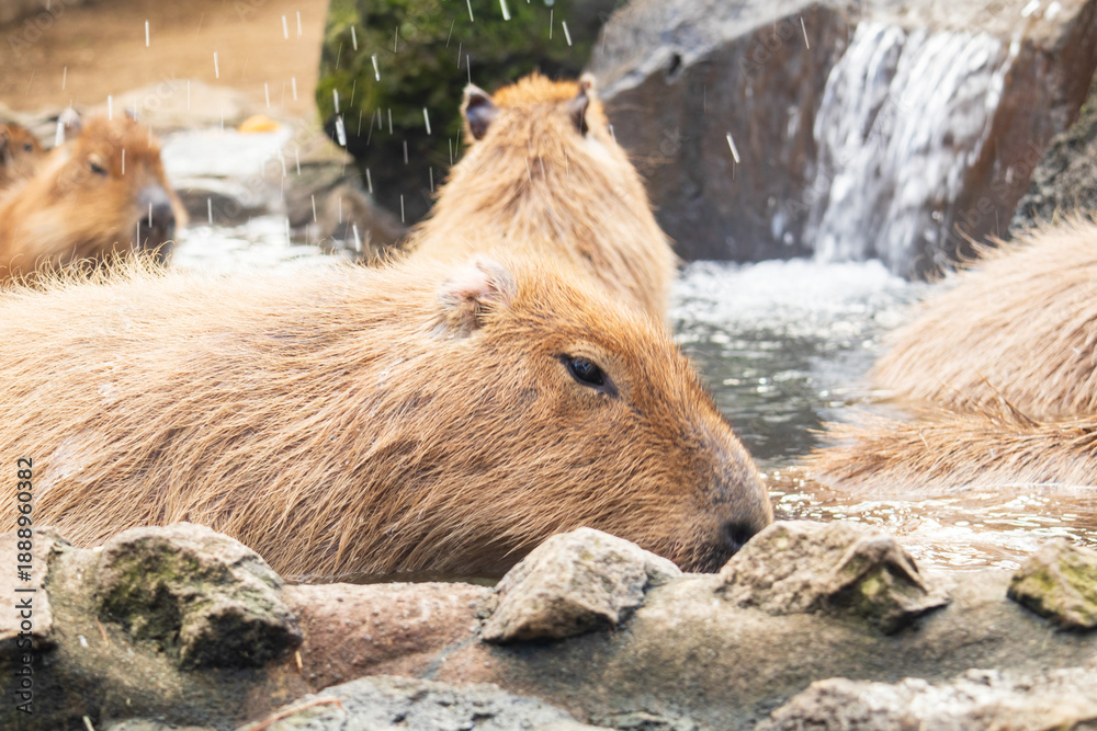 Fototapeta premium Group of Capybaras Relaxing in a Steamy Citrus Onsen