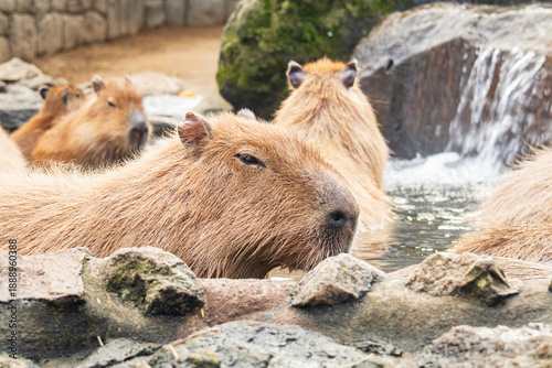 Group of Capybaras Relaxing in a Steamy Citrus Onsen