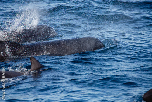 Dolphin group surfacing during sunny day in the arctic waters, Norway
