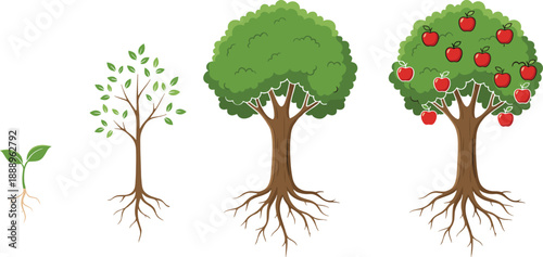 Tree growth stages cartoon set, sprout, sapling, mature tree, fruit-bearing tree, vector graphics, nature theme, agriculture and biology design