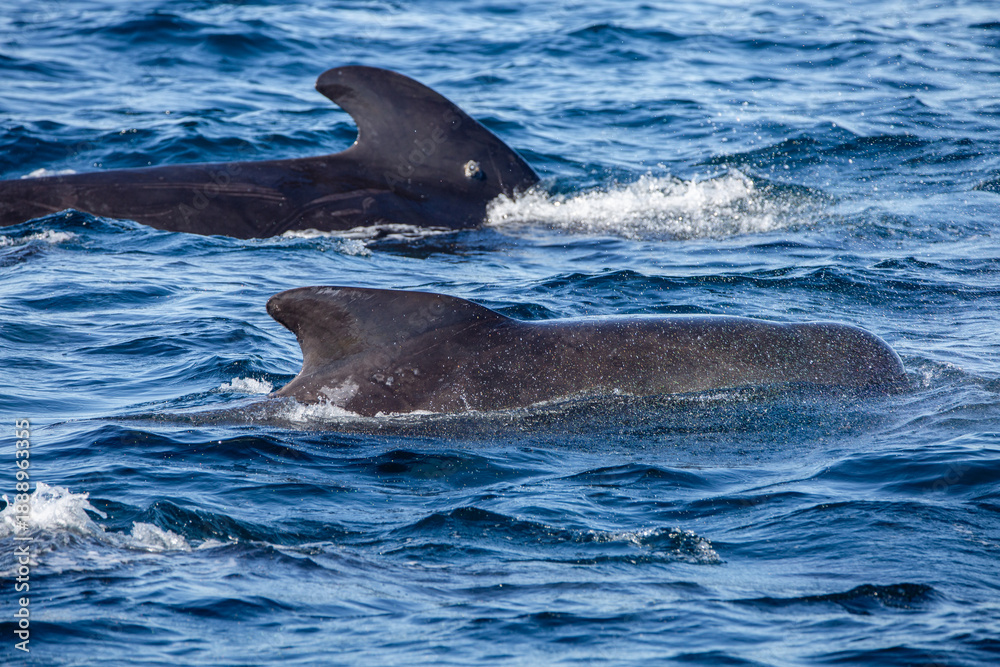 Fototapeta premium Dolphin group surfacing during sunny day in the arctic waters, Norway