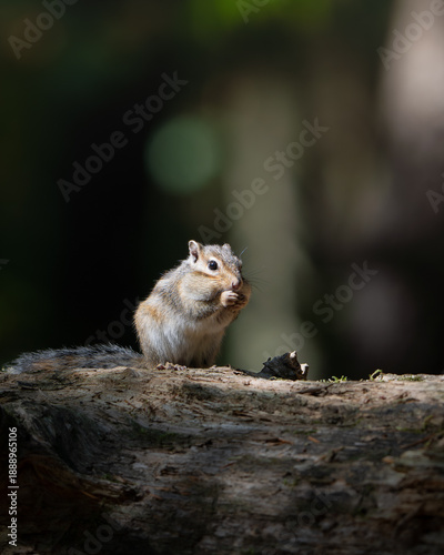 squirrel on a tree