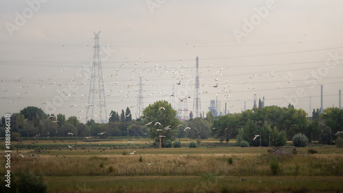 Birds in industry environment 