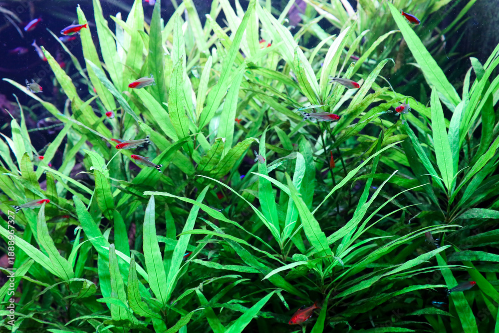 Fototapeta premium ​A school of small vibrant tetra fish swims among dense green aquatic plants in a well-maintained freshwater aquarium. The rich contrast between the lush green leaves and red accents on the fish bodie