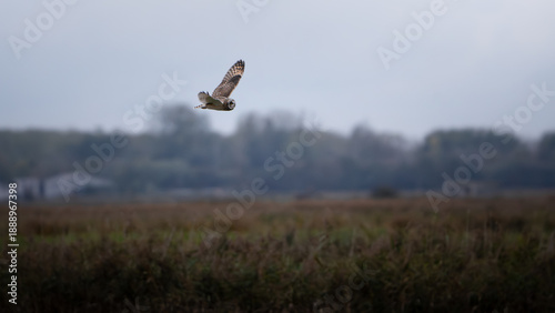 Short ear owl flying around